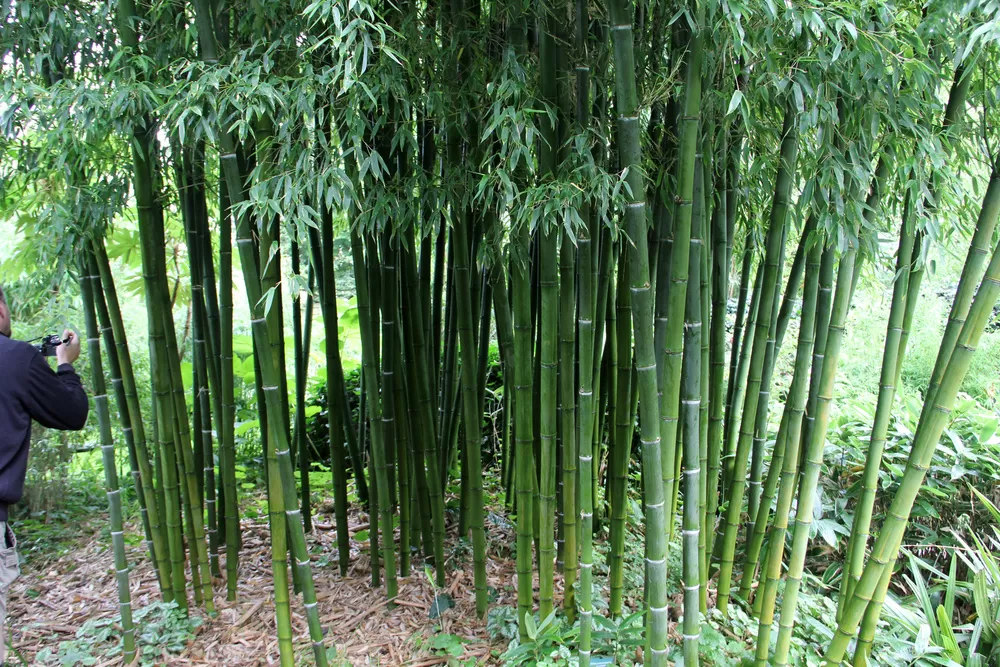 Read more about the article ĐẶC ĐIỂM NHẬN BIẾT CỦA NHỮNG LOÀI TRÚC PHỔ BIẾN